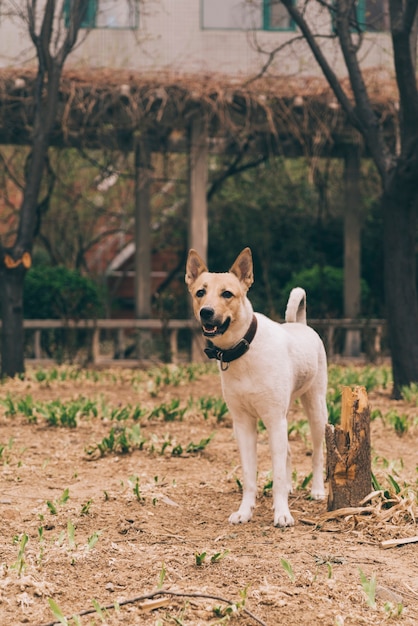 Foto gratuita perro de raza pura en paseo