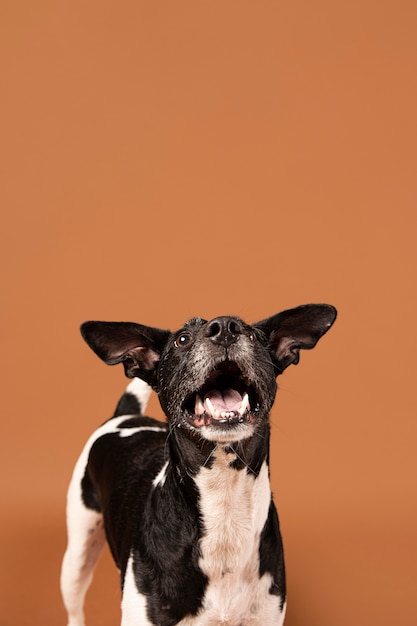 Foto gratuita perro de raza pura siendo adorable en un estudio.