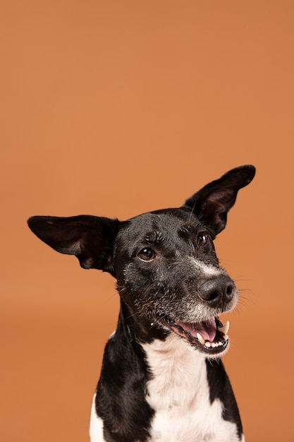 Perro de raza pura siendo adorable en un estudio.