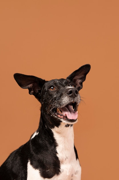 Perro de raza pura siendo adorable en un estudio.