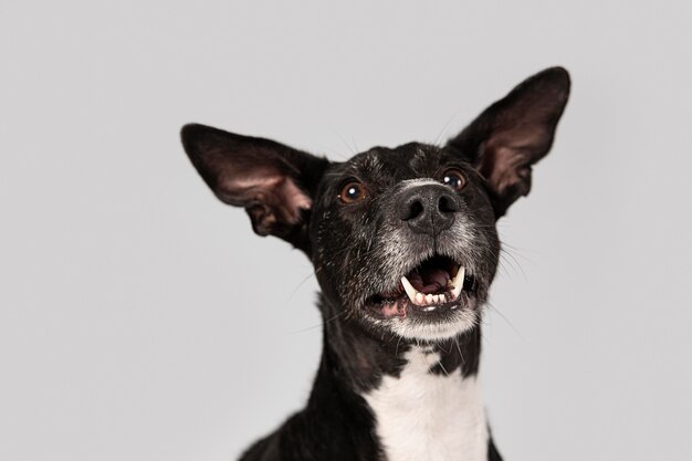 Perro de raza pura siendo lindo en un estudio.