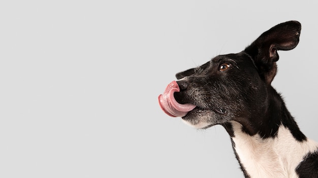 Perro de raza pura siendo lindo en un estudio.