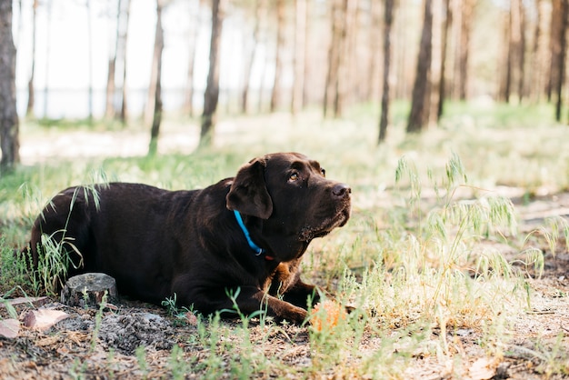 Foto gratuita perro relajando en la naturaleza