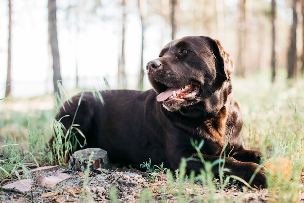 Perro relajando en la naturaleza