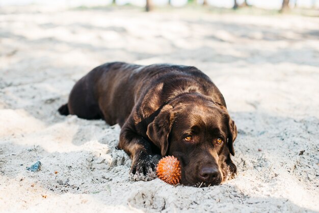 Perro relajando en la playa