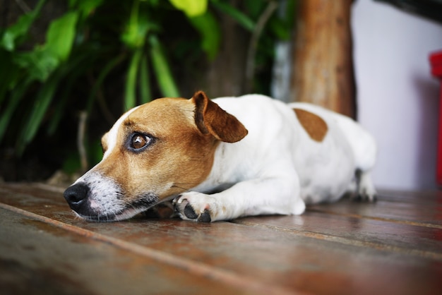 Foto gratuita perro relajarse tumbado pedigrí belleza