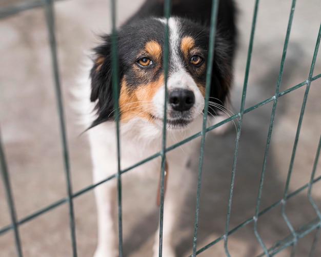 Perro de rescate triste detrás de la valla en el refugio de adopción