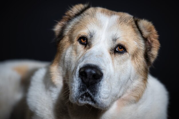 Perro retrato de cerca en la pared oscura