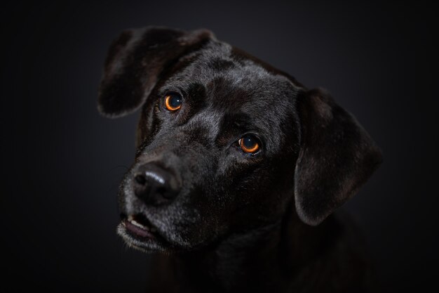 Perro retrato de cerca en la pared oscura