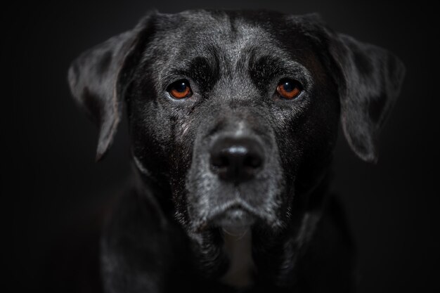 Perro retrato de cerca en la pared oscura