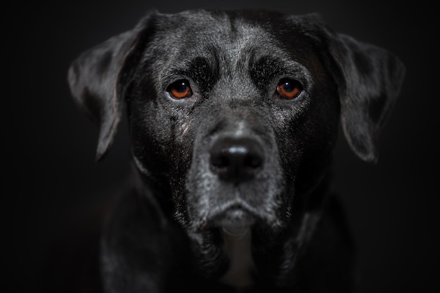 Perro retrato de cerca en la pared oscura