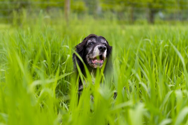 Perro rodeado por la hierba verde del parque.