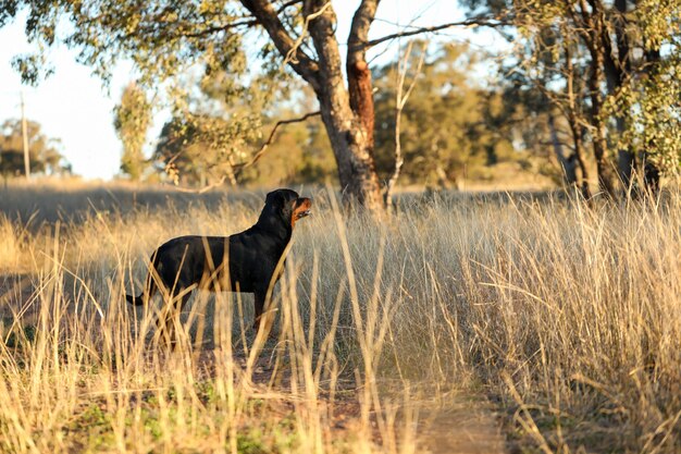 Perro Rottweiler de pie en la luz dorada de la tarde admirando el paisaje de montaña