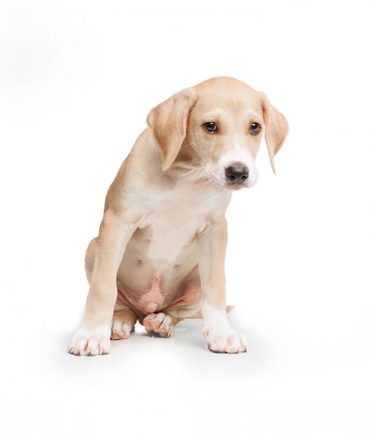 Perro rubio de pelo corto sentado de frente