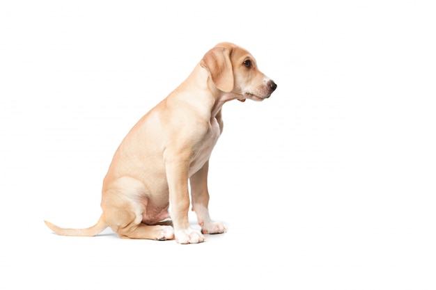 Perro rubio de pelo corto sentado de lado