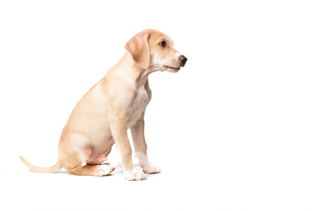 Perro rubio de pelo corto sentado