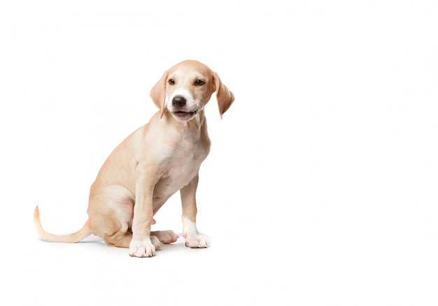 Perro rubio de pelo corto sentado