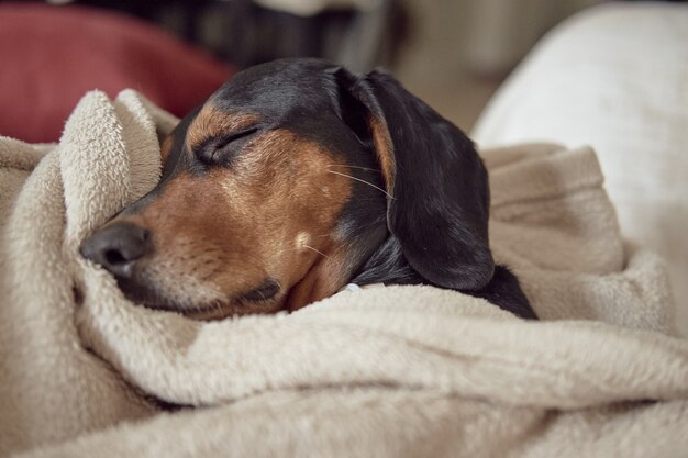 Perro sabueso griego durmiendo cómodamente escondido debajo de una toalla