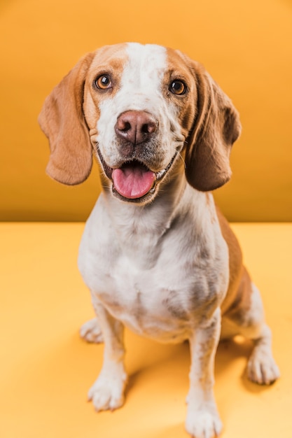 Foto gratuita perro sacando la lengua y mirando al fotógrafo