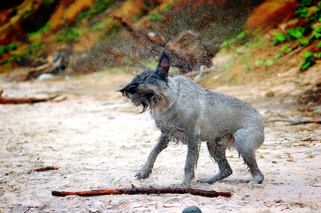 Perro sacudiendose