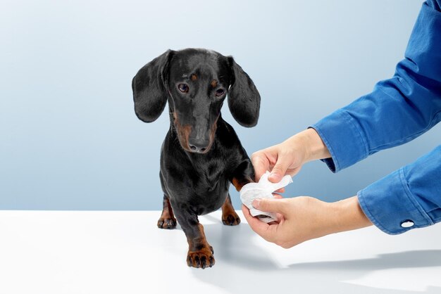 El perro salchicha o el perro weiner se paran y observan cómo el médico ayuda a lastimar o cortar la pierna. Deje que el oficial médico envuelva la cinta blanca en la clínica veterinaria. Imagen de foto de estudio de fondo azul.
