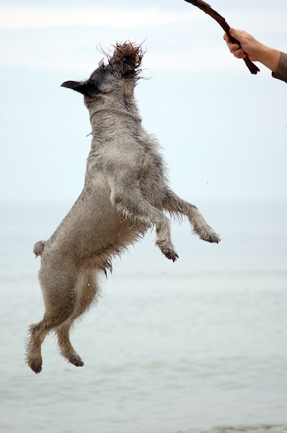 Foto gratuita perro saltando