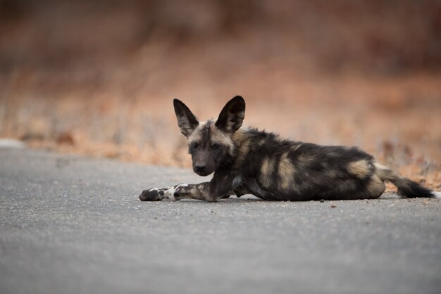 Perro salvaje africano descansando en la carretera