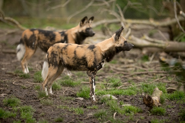 Perro salvaje africano listo para cazar una presa