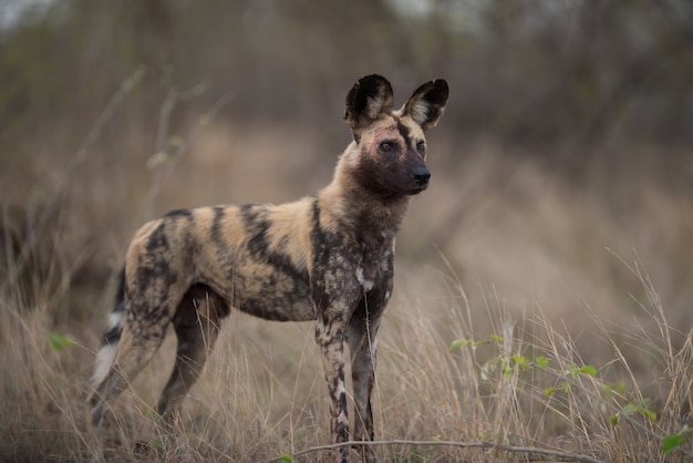 Perro salvaje africano de pie en el campo de Bush listo para cazar