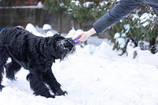 Perro schnauzer gigante a pasear con el dueño en el bosque de invierno