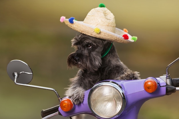 Perro schnauzer miniatura, con sombrero mexicano, montando un scooter, como si los controles, mirada divertida, concepto de descanso, cerrar