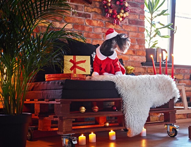 Perro Schnauzer vestido con ropa navideña en una habitación interior tipo loft con decoración navideña.