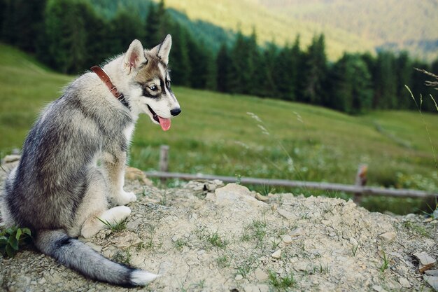 Perro sentado en la colina en el fondo del hermoso paisaje de montaña