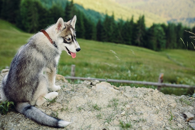 Perro sentado en la colina en el fondo del hermoso paisaje de montaña