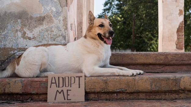 Perro sentado en las escaleras con banner de adopción