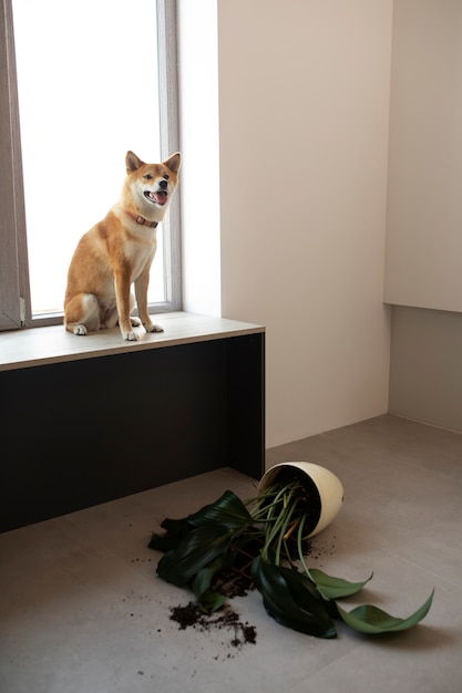 Foto gratuita perro sentado en el interior después de jugar con la planta