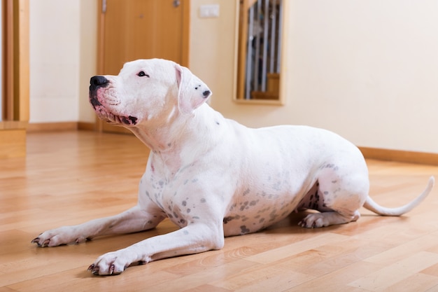 Perro sentado en el piso de parquet