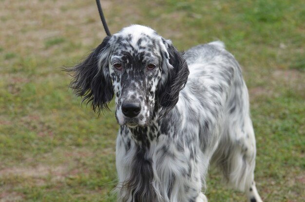 Perro setter inglés de gran apariencia con una cara adorable.