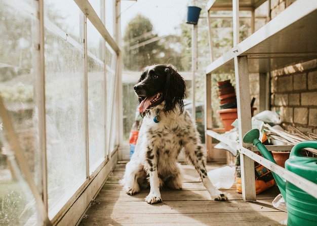 Perro setter inglés en invernadero