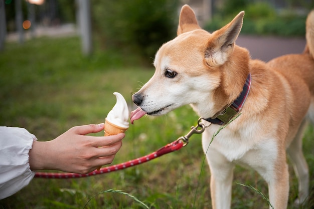 Perro shiba inu dando un paseo