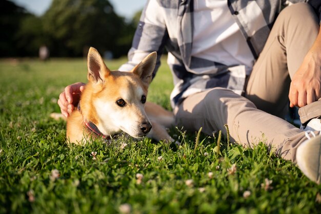 Perro shiba inu dando un paseo