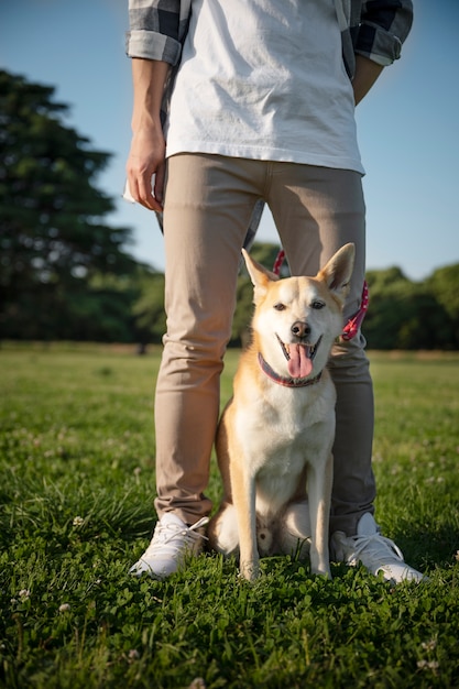 Perro shiba inu dando un paseo