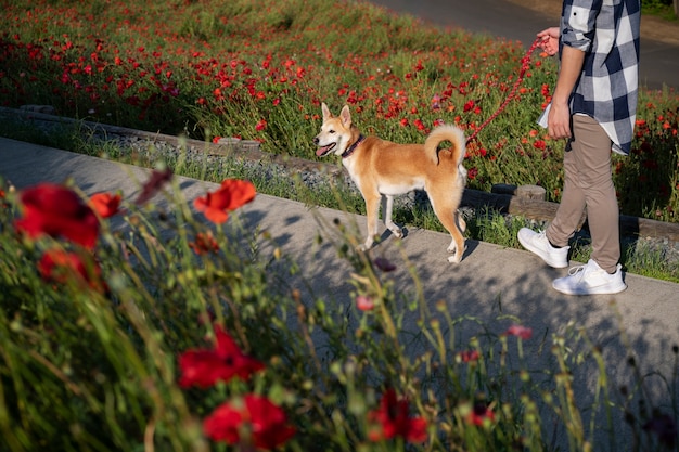 Perro shiba inu dando un paseo