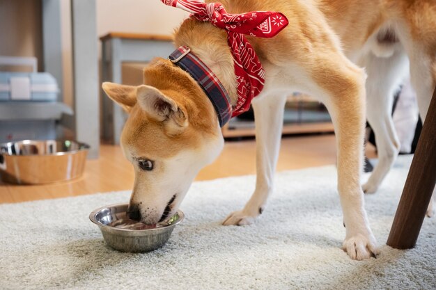 Perro shiba inu dando un paseo