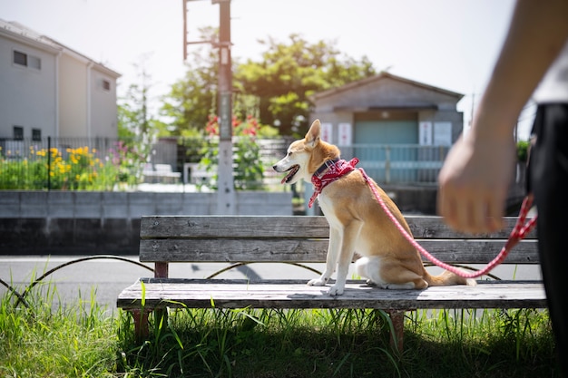 Perro shiba inu dando un paseo