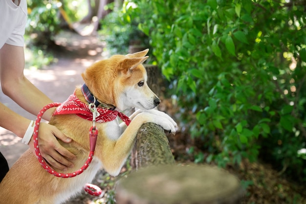 Perro shiba inu dando un paseo