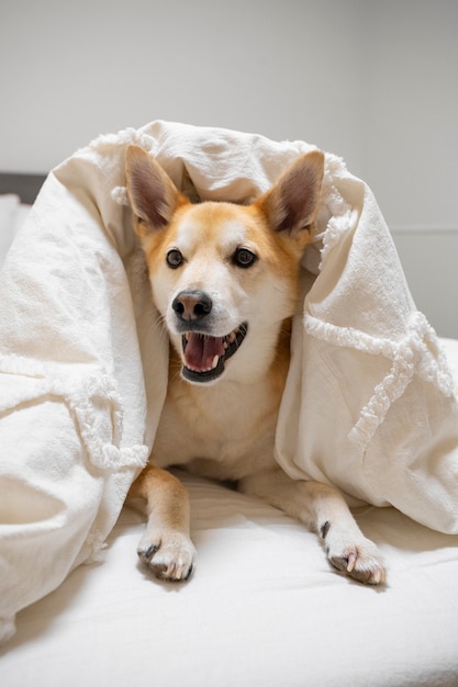 Perro shiba inu relajándose en la cama