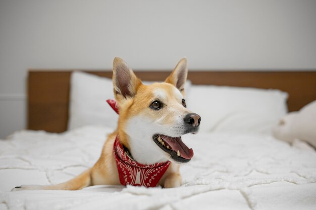 Perro shiba inu relajándose en la cama