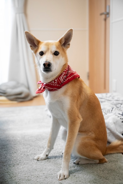 Perro shiba inu sentado en casa