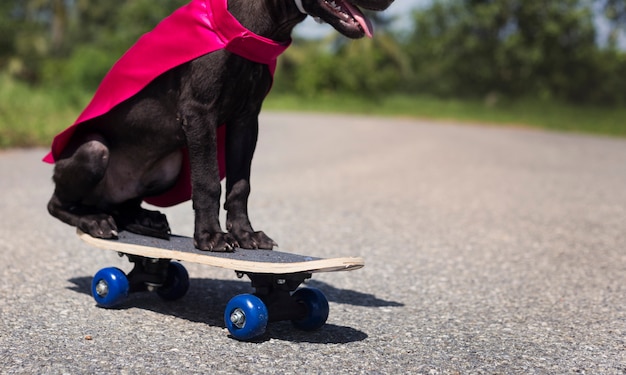 Perro Skateboard calle traje canino mascota